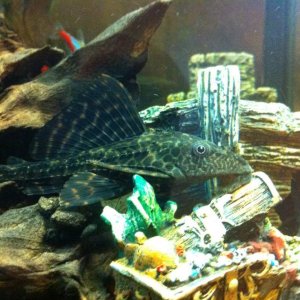 Mick (lives in the tropical tank)