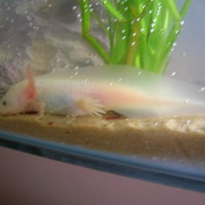 Pinky