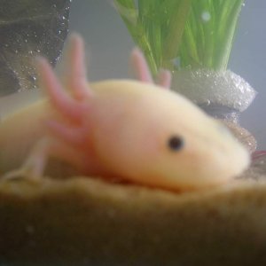 Pinky