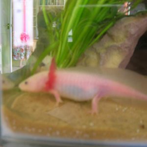 Pinky