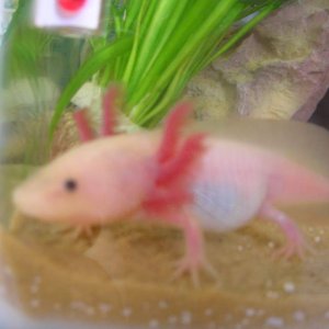 Pinky