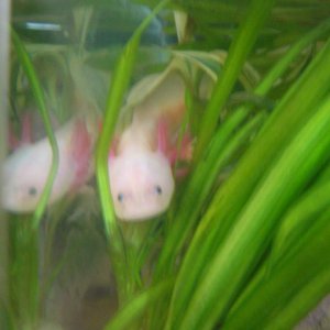 Pinky :)