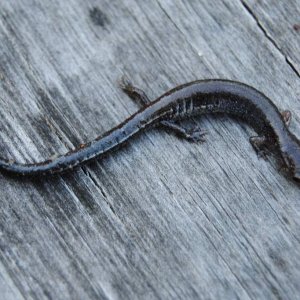 Plethodon electromorphus