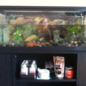 Tank Front