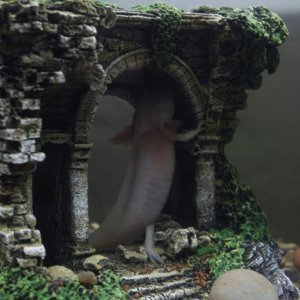 Hercules, first days
