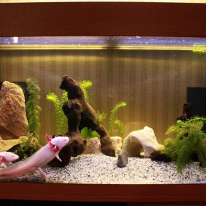 New tank with more stuff