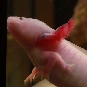 Hercules (with his third hand :)