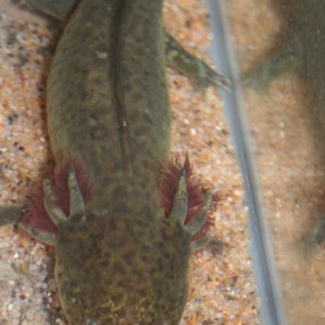 female wild type-1st to spawn