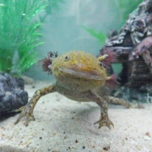 axolotl 132