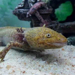axolotl 134
