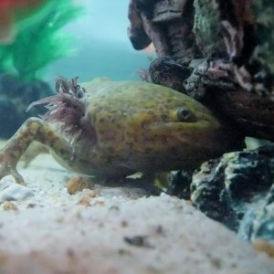 axolotl 136