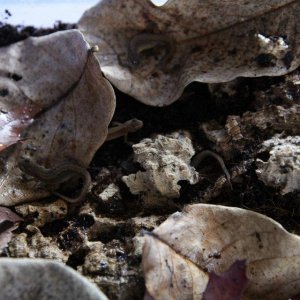 Lissotriton vulgaris ampelensis juvies