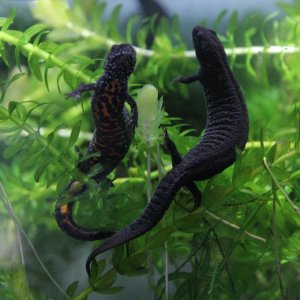 T. dobrogicus females