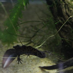 dobro male looking for love