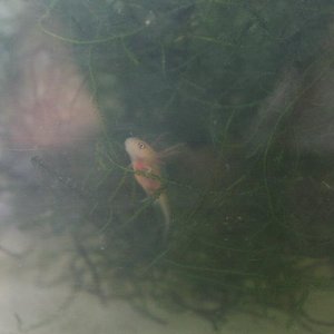 biggest larva