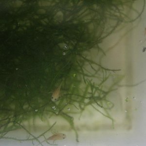 fall 2011 larvae