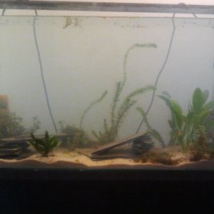 45 gallon setup...in progress.
