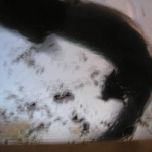 suspected male underside