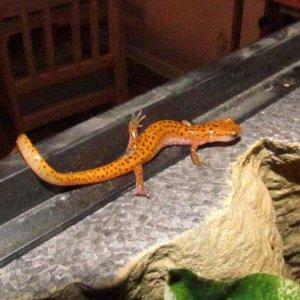 Trying to escape