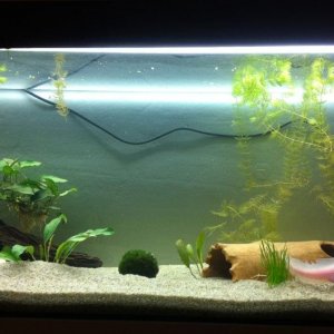 Trofast in his new aquarium