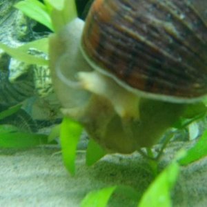 Theodore the Apple Snail