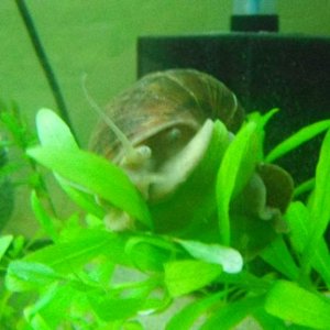 Theodore- Apple Snail
