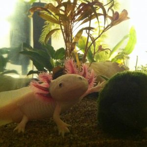 Trofast in his old tank