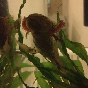 Frankie getting trolled by a shrimp