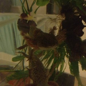 IMG 0379