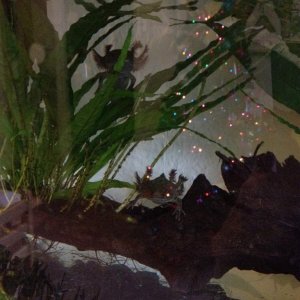 xmas tree reflection!