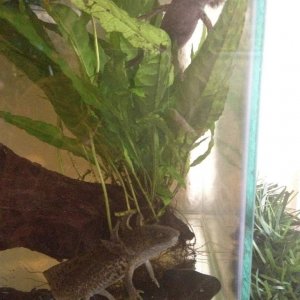 The day we got them! Curly gills, very stressed :/