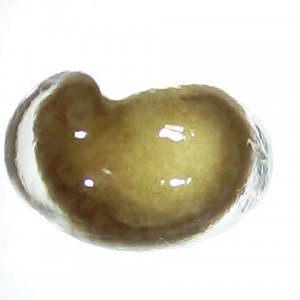 FBN Egg 1 Week