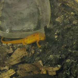 Rango.Dec2011 (14)