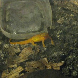 Rango.Dec2011 (10)