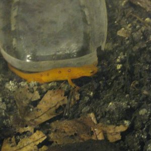 Rango.Dec2011 (8)