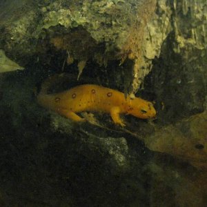 RangoSept2011 005