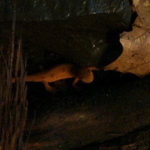 RangoRomps (4)