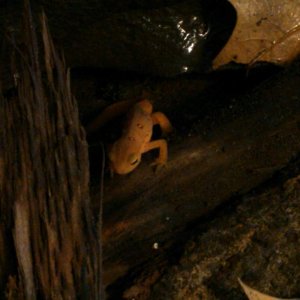 He has lots of hidey-holes in his habitat.
