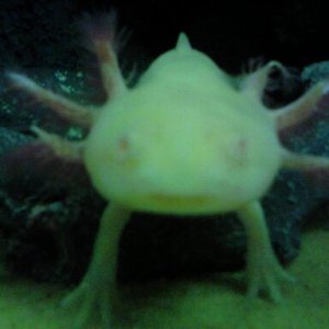 did you say worm