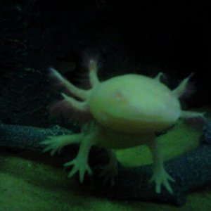 i smile for a worm