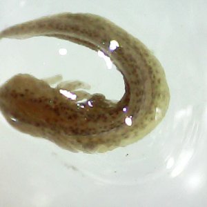 FBB egg 3 weeks 2