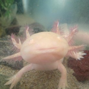 Tarquin