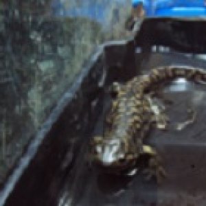 Tiger salamander