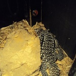 Tegu