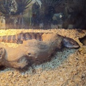 Blue tongue skink