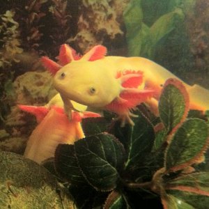 This is "Dave"