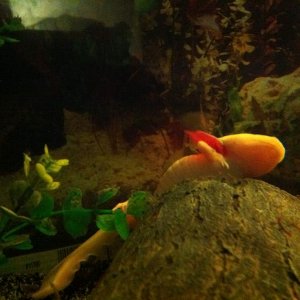 One of my females laying her eggs