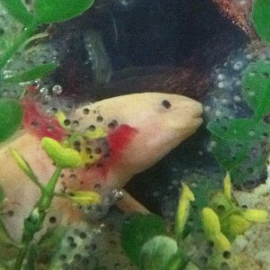 These are the eggs my female layed on the 15/01/2012