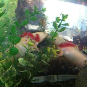 Both laying eggs!