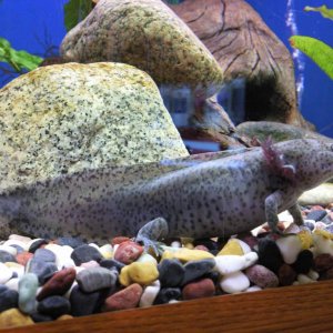 Sick axolotl